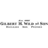 Gilbert H Wild